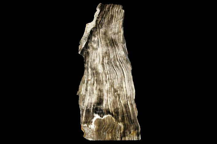 Polished Petrified Wood Stand-up - Oregon #180240